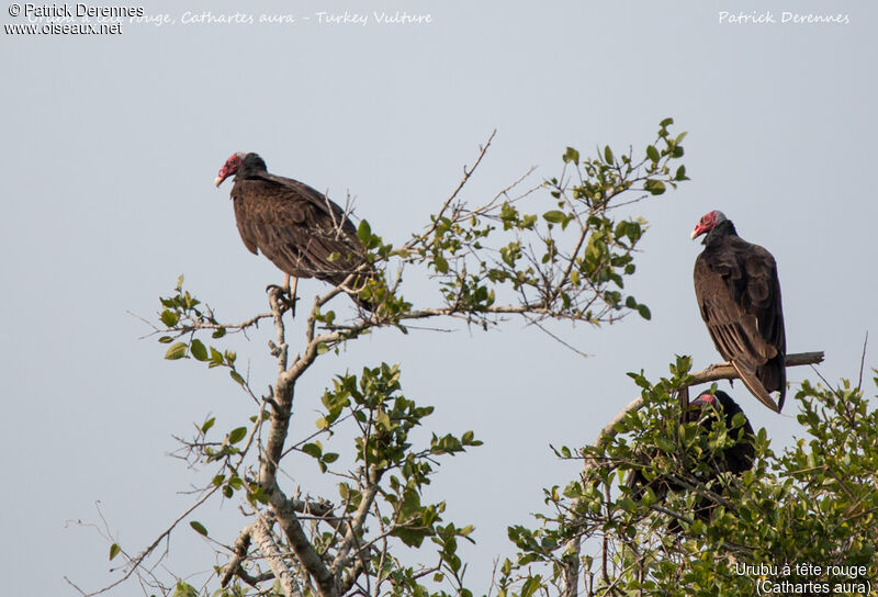 Urubu à tête rouge, identification