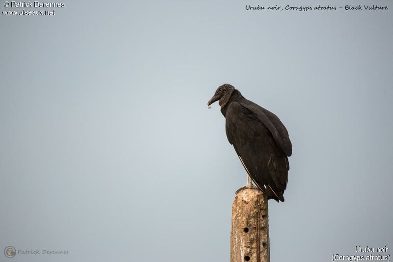 Urubu noir, identification