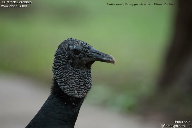 Black Vulture, close-up portrait