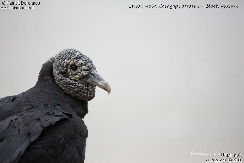 Black Vulture, identification, close-up portrait