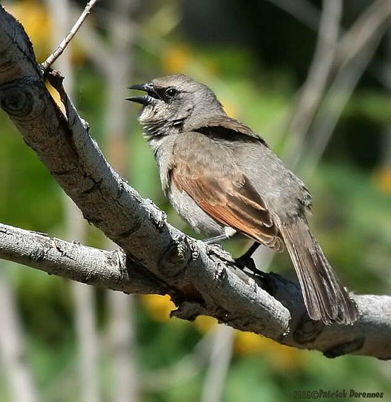 Vacher à ailes baies