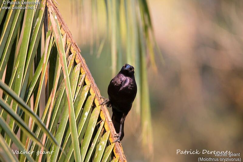 Giant Cowbird, identification, habitat