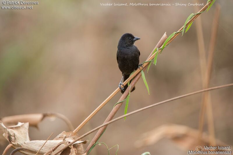 Vacher luisant, identification