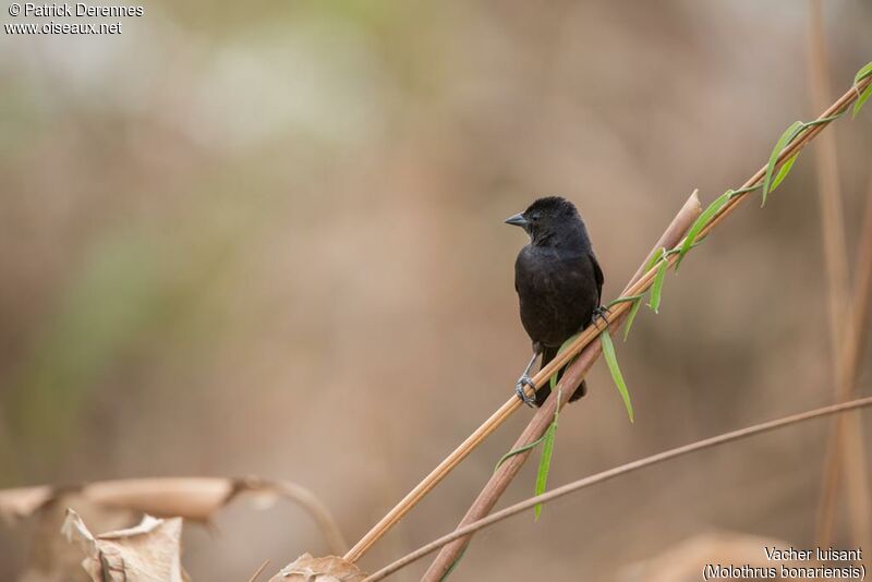 Shiny Cowbird, identification, habitat