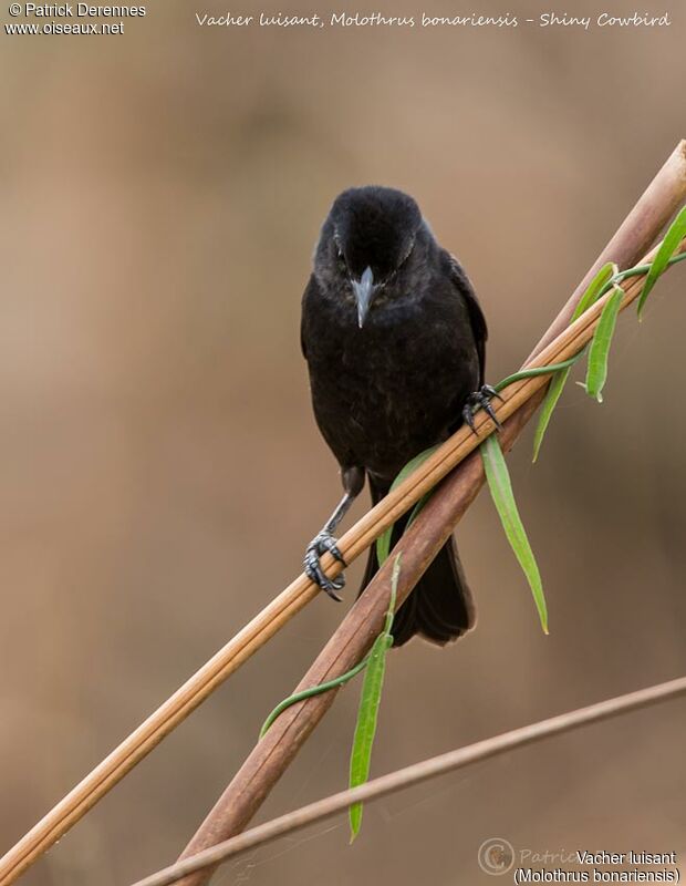 Shiny Cowbird, identification, habitat