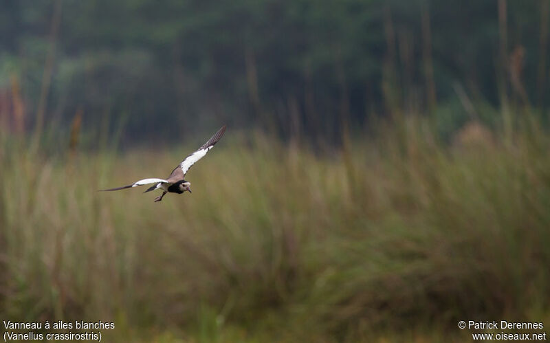 Vanneau à ailes blanchesadulte, Vol