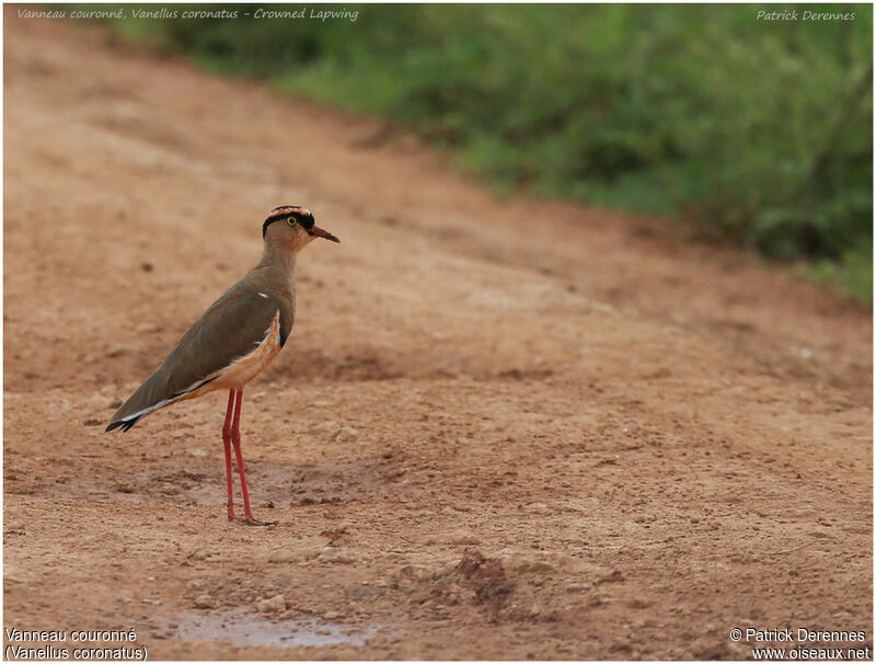 Crowned Lapwingadult, identification