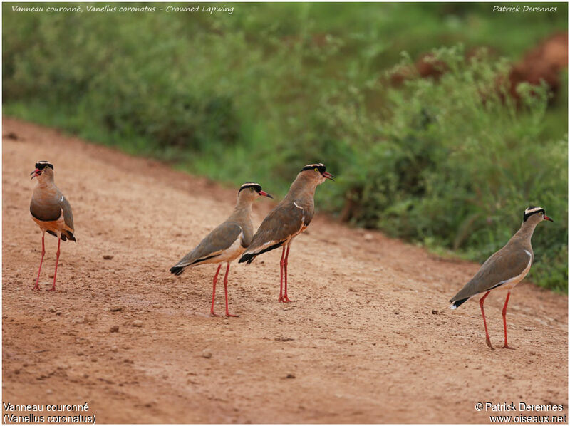 Crowned Lapwingadult, identification