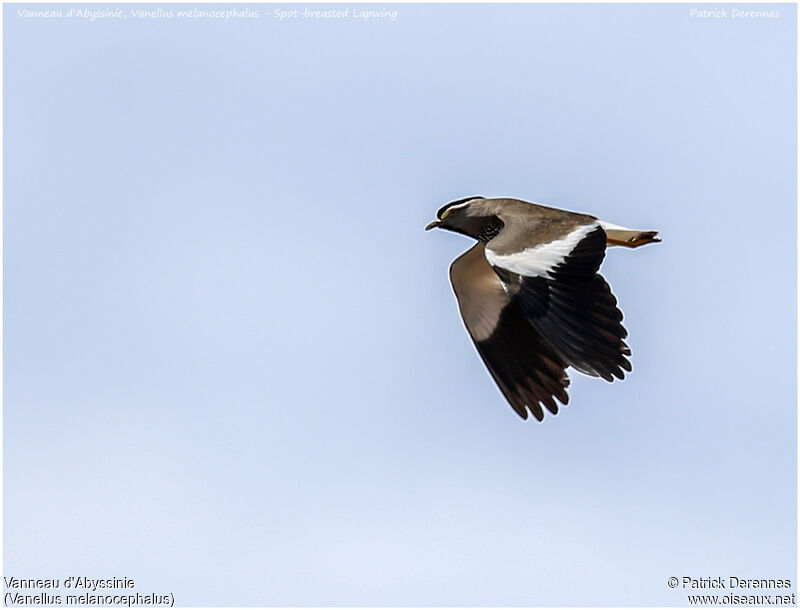 Spot-breasted Lapwingadult, Flight