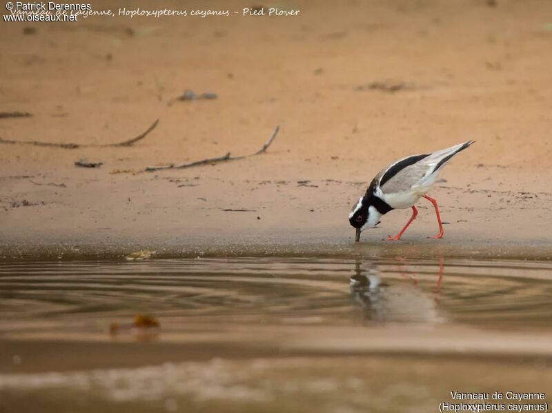 Pied Plover, identification, habitat, fishing/hunting