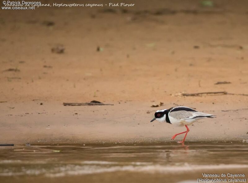 Pied Plover, identification, habitat, walking