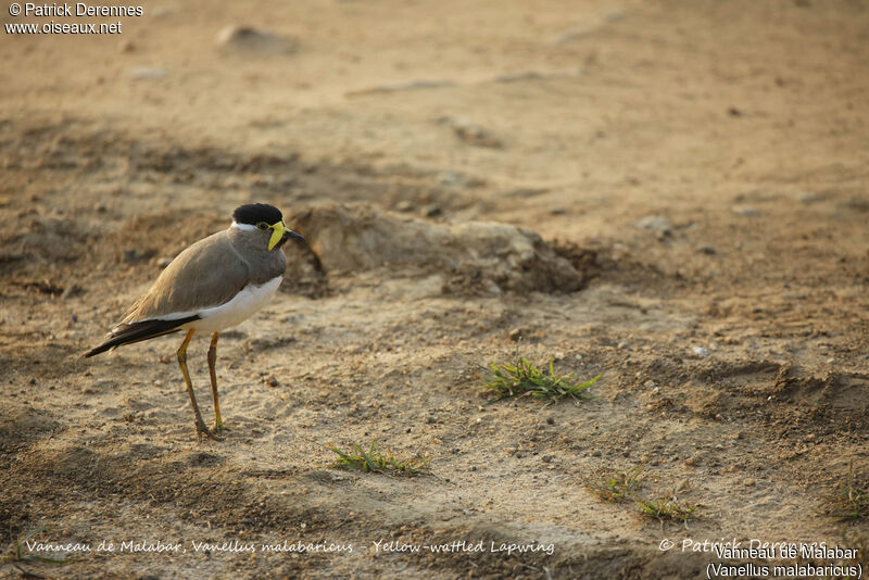 Yellow-wattled Lapwing, identification, habitat