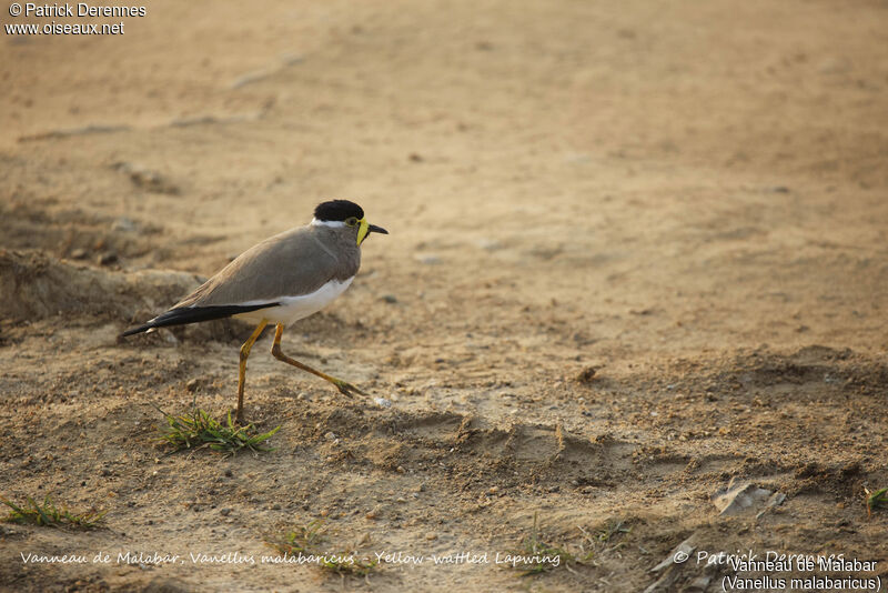 Yellow-wattled Lapwing, identification, habitat, walking