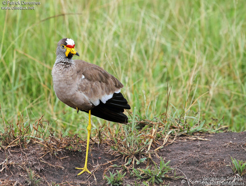 Vanneau du Sénégal, identification, habitat