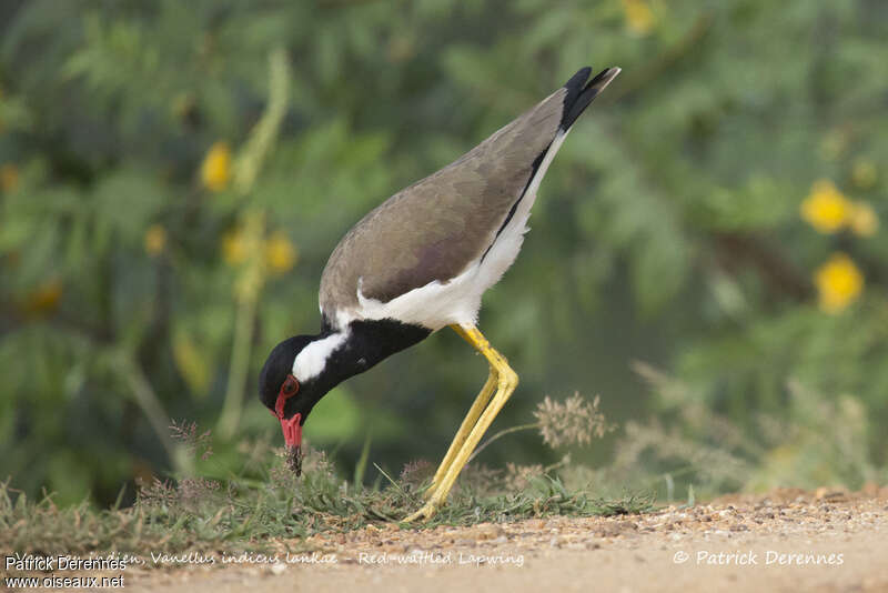 Red-wattled Lapwingadult, identification, feeding habits, fishing/hunting