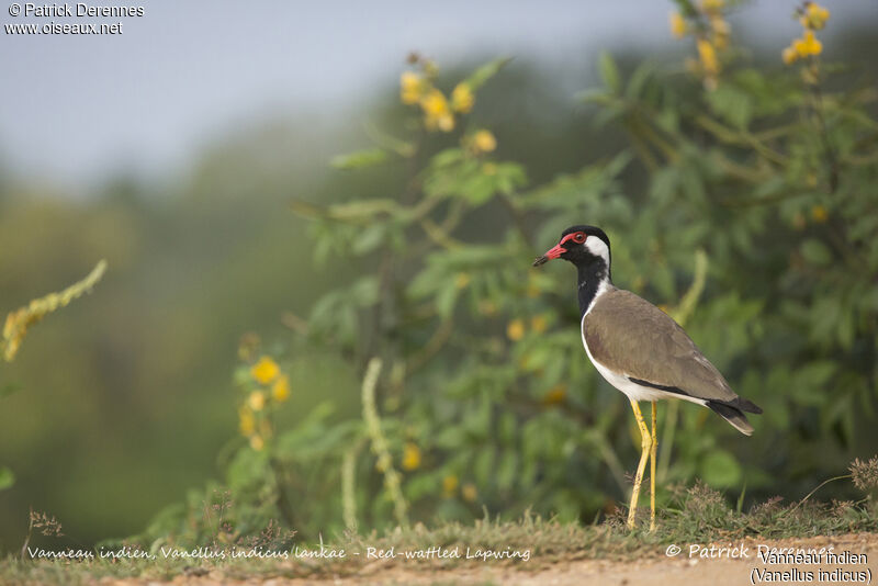 Red-wattled Lapwing, identification, habitat