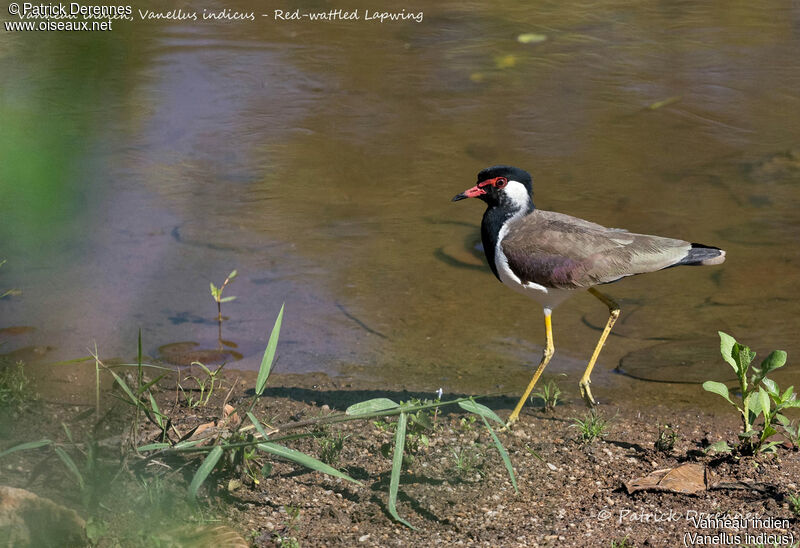 Vanneau indien, identification, habitat