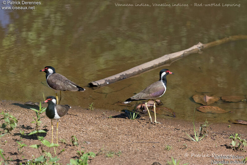 Red-wattled Lapwing, identification, habitat