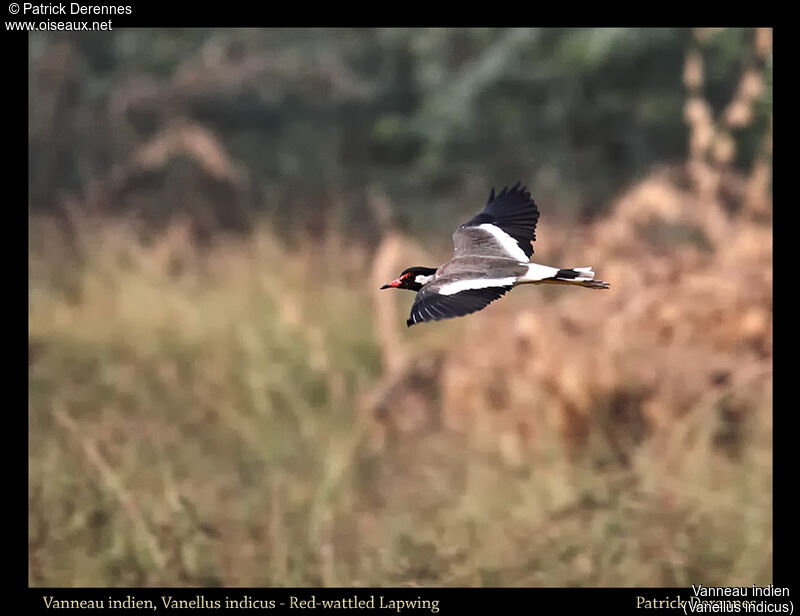 Red-wattled Lapwing, Flight