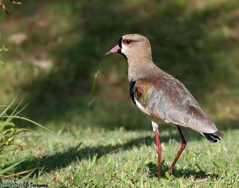 Southern Lapwingadult breeding, identification