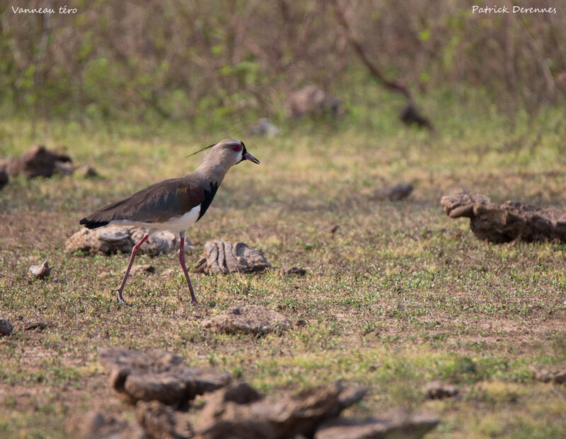 Southern Lapwing, identification, habitat