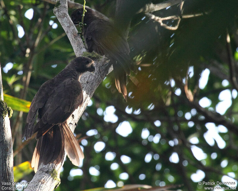 Vasa des Seychelles, identification