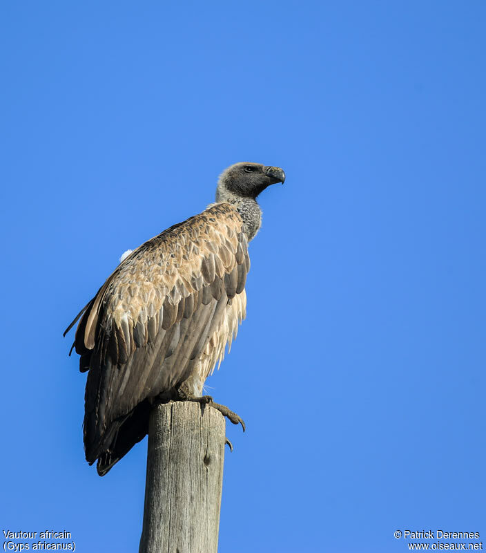 Vautour africainadulte, identification