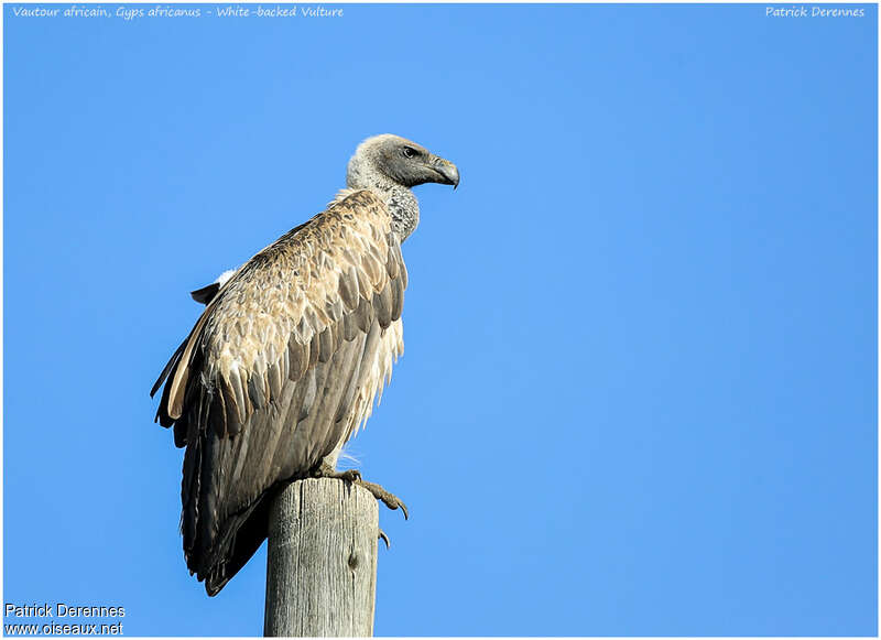 Vautour africainadulte, identification