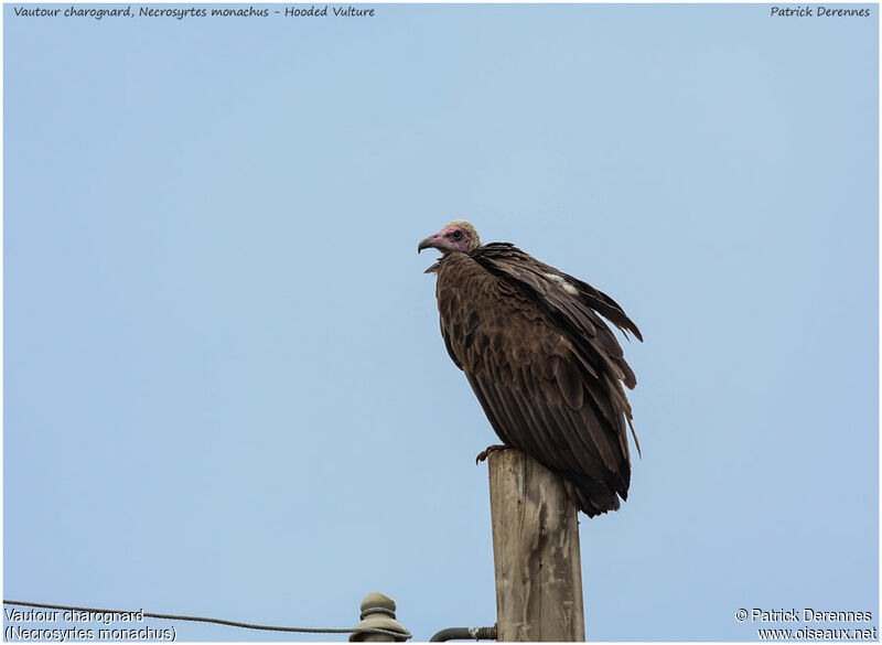 Vautour charognard, identification