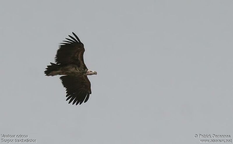 Lappet-faced Vulture, Flight