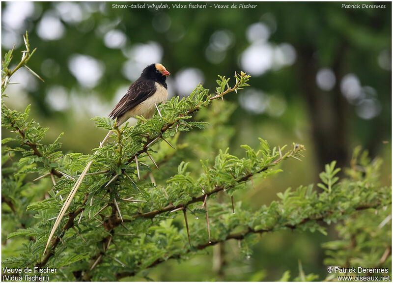 Straw-tailed Whydah male adult, identification