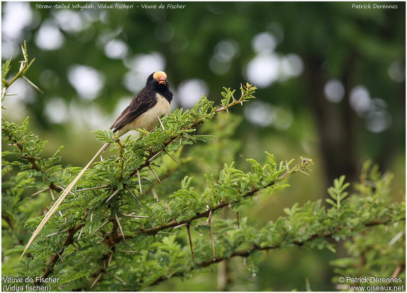 Straw-tailed Whydah male adult, identification