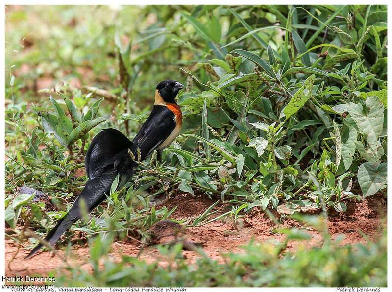 Long-tailed Paradise Whydah male adult breeding, identification