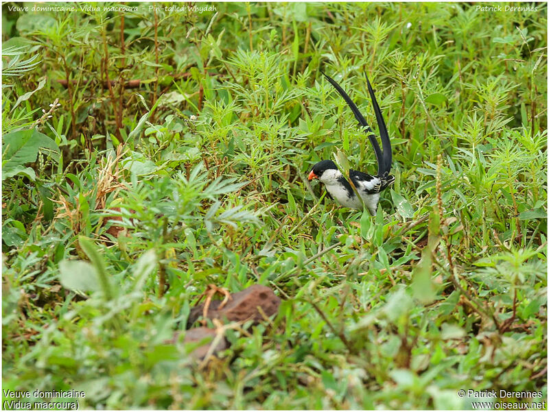 Pin-tailed Whydah male adult, identification, Behaviour