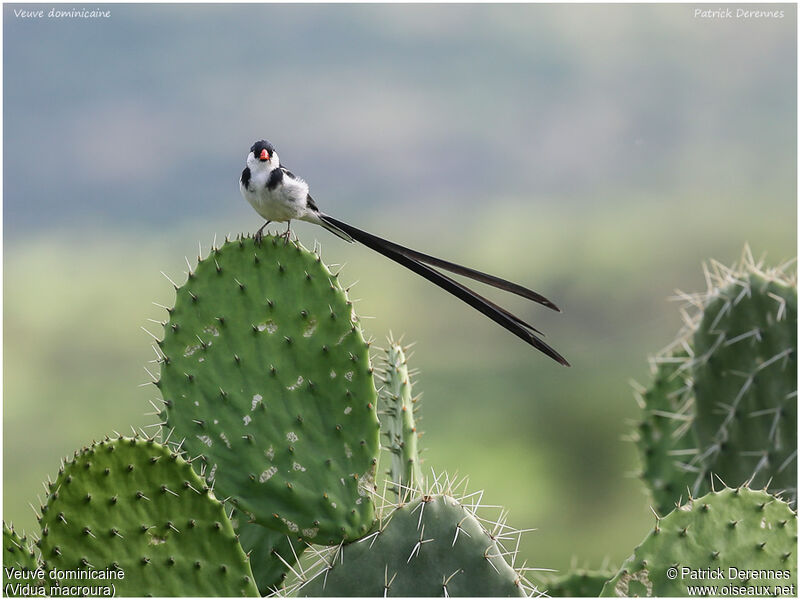 Pin-tailed Whydah male adult, identification