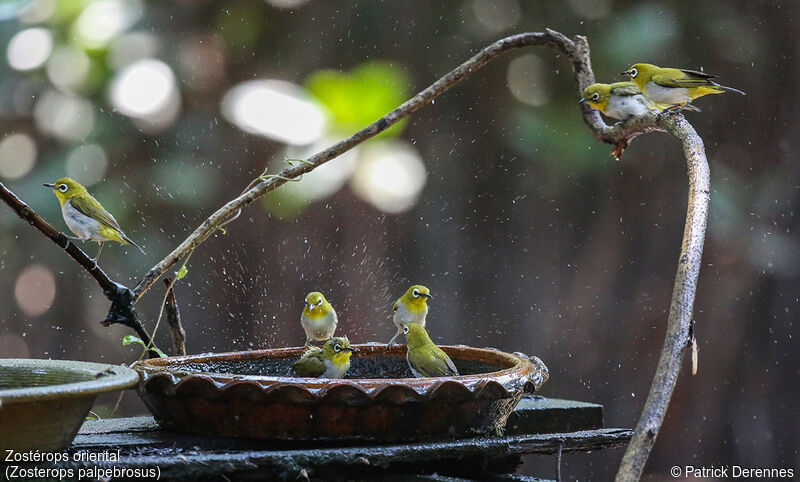 Indian White-eye