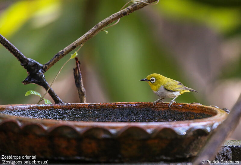 Indian White-eye