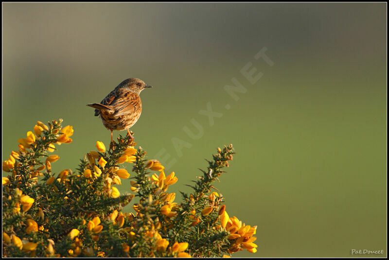 Dunnock