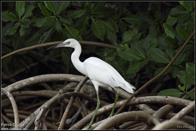 Aigrette bleuejuvénile, habitat, pigmentation