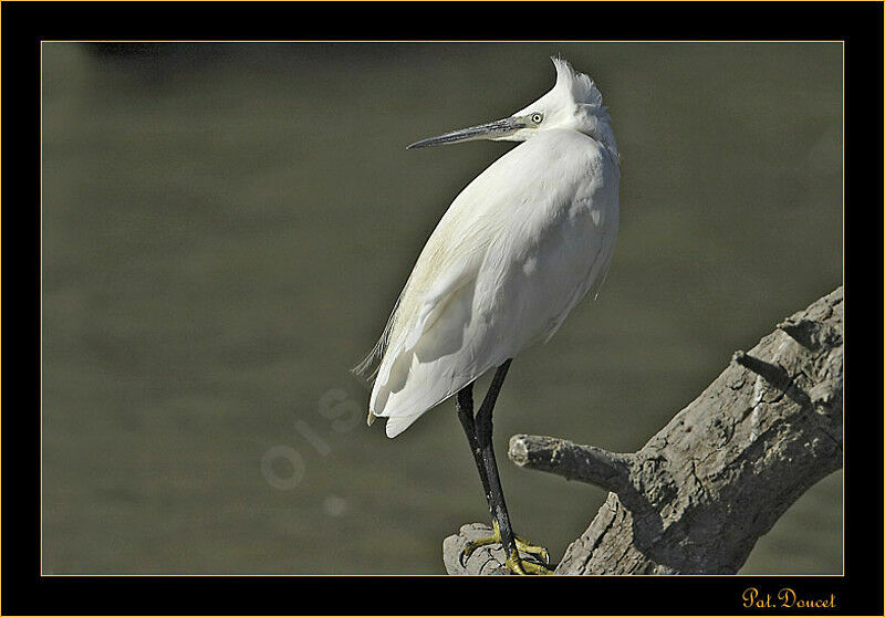 Little Egret