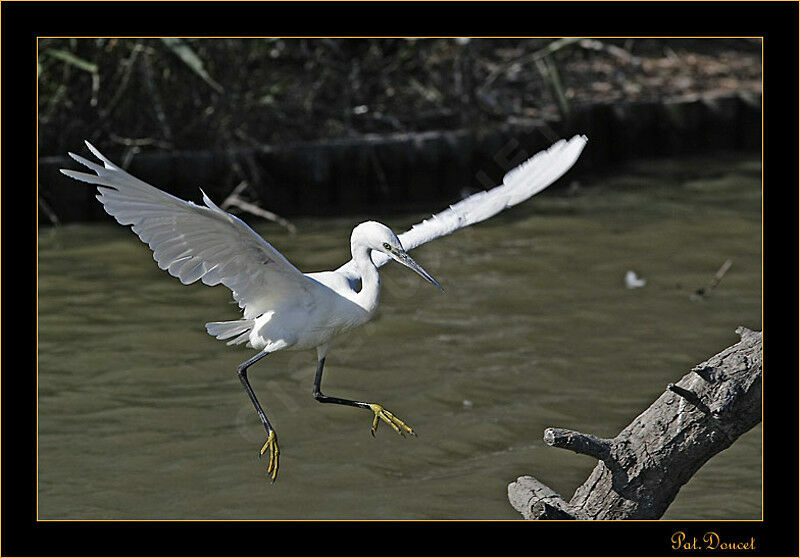 Aigrette garzette