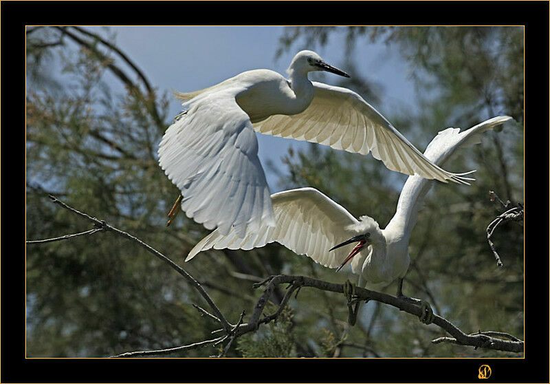 Little Egret