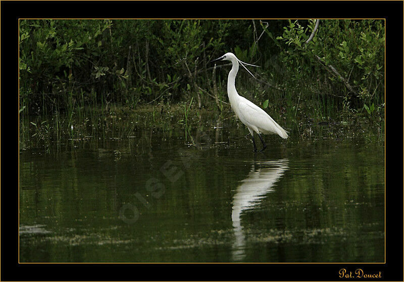 Aigrette garzette