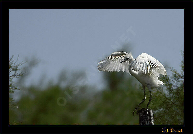 Aigrette garzette