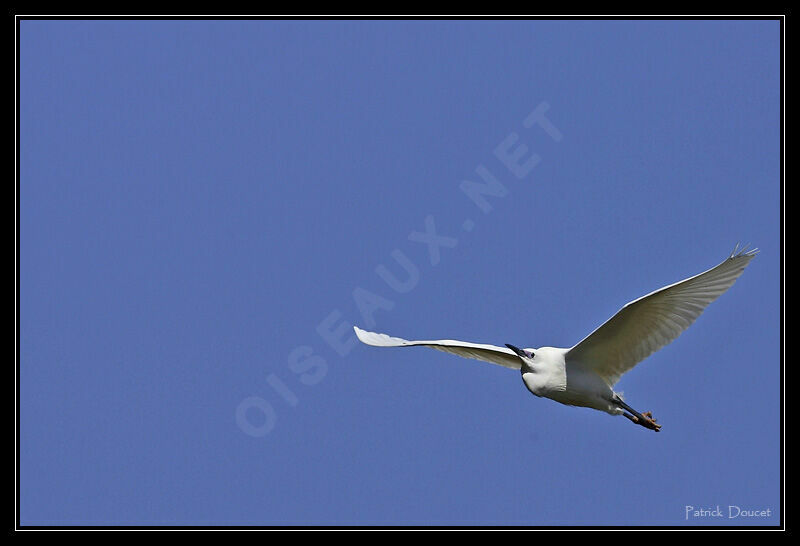 Aigrette garzette