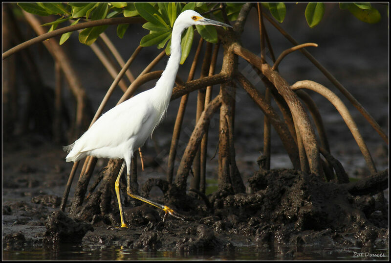 Aigrette neigeuse