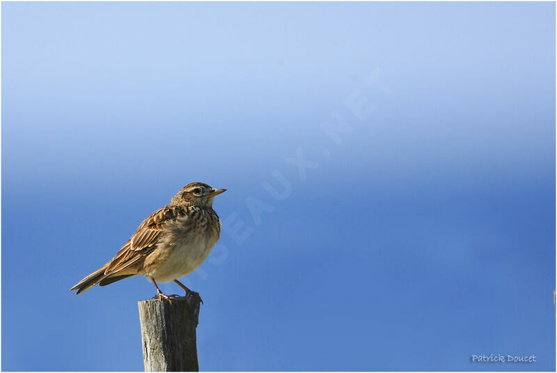 Eurasian Skylark