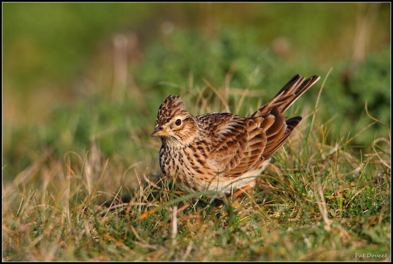 Eurasian Skylark