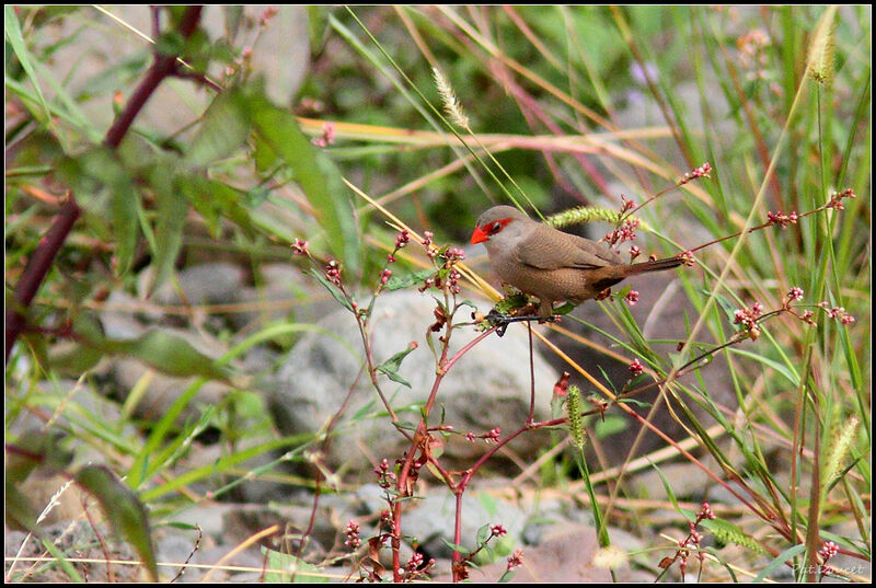 Common Waxbill