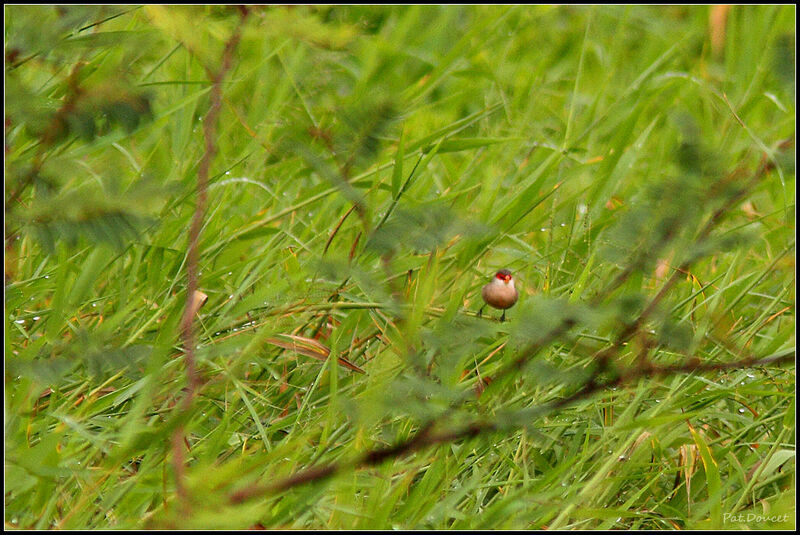 Common Waxbill